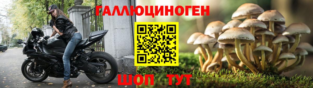 Псилоцибиновые грибы мицелий Лесной